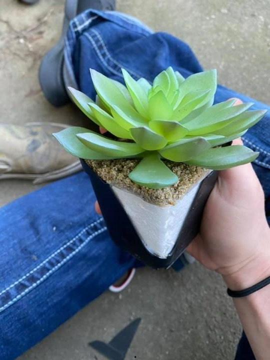 网友爆料多肉视频大全集,网友爆料,养肉秘籍大公开! 第2张 网友爆料多肉视频大全集,网友爆料,养肉秘籍大公开! 第2张