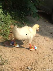 爆料人笑出鹅叫声视频 第3张 爆料人笑出鹅叫声视频 第3张