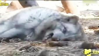 爆料踩踏动物视频,揭秘网络传播的踩踏动物视频事件